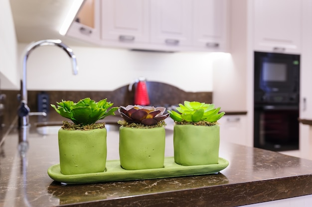 Succulent plants at the kitchen