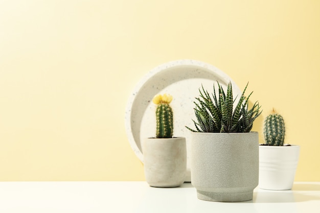 Photo succulent plants and marble tray on white table. houseplants