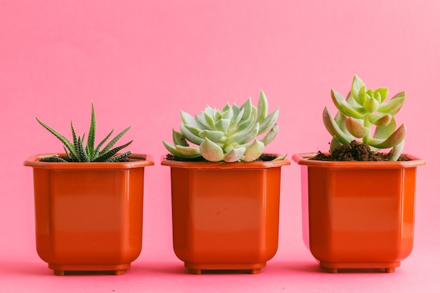 Succulent plants on pastel pink . Flat lay.