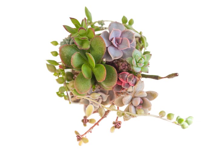 Фотография суккулентные растения в горшке на белой echeveria perle