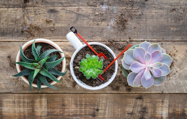 Succulent plants in pot with shovel and rake