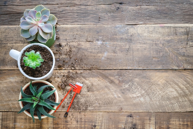 Succulent plants in pot with shovel and rake