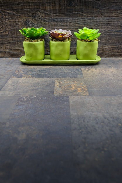 Succulent plants on stone and wood 