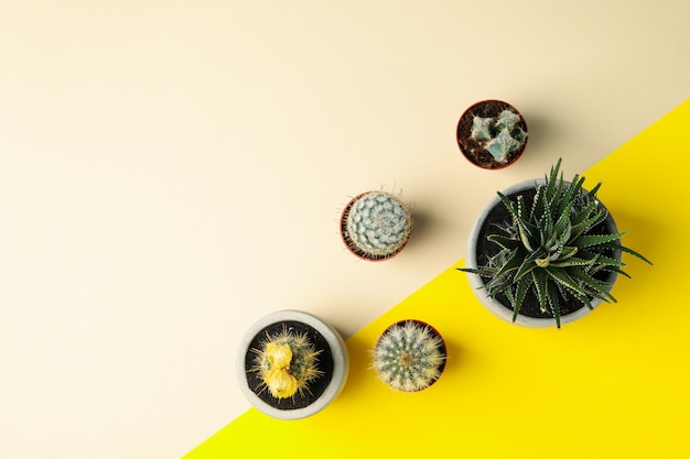 Succulent plants on two tone surface