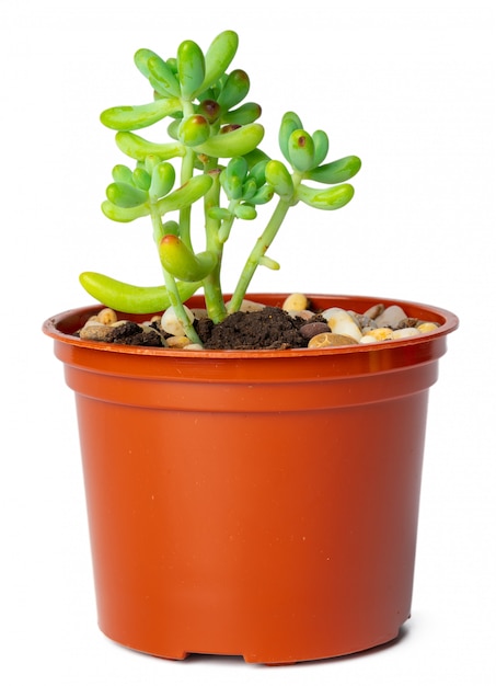 Succulent in pot isolated on white