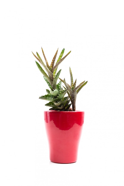 Succulent in Pot isolated.