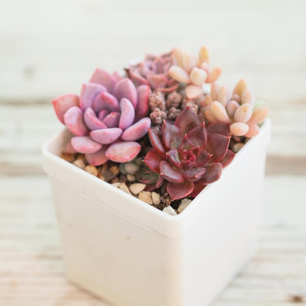 Photo succulent rosettes in white pot