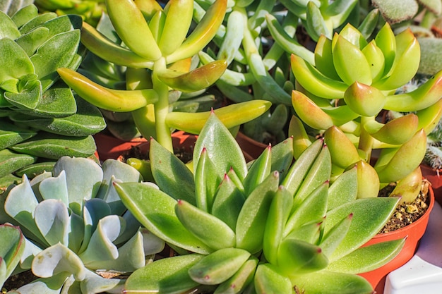 Succulento in un piccolo vaso di fiori