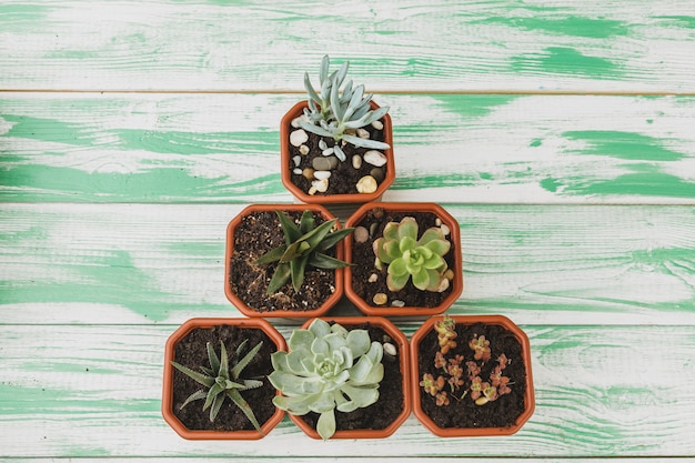 Succulent sprouts on green weathered wood