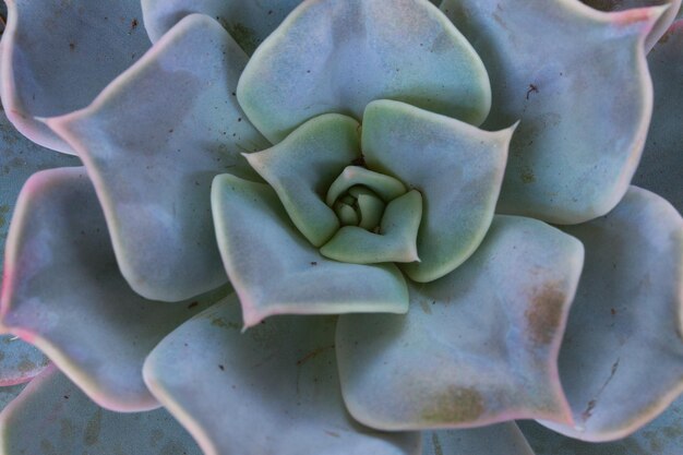 Succulent on white