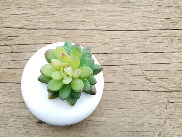 Photo succulent on wood backgrounds