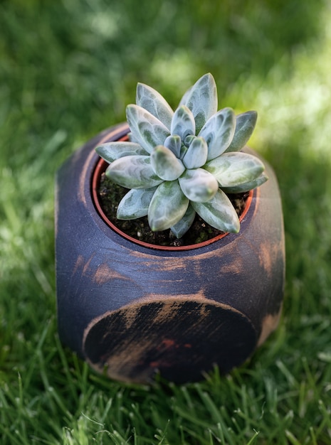 Succulent in the wooden flowerpot among among grass