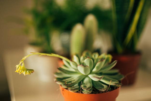 Succulente bloeiende echeveria plant en bloemen in bloempotten sta