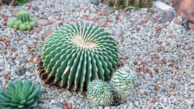 Succulente cactus in een tuin.