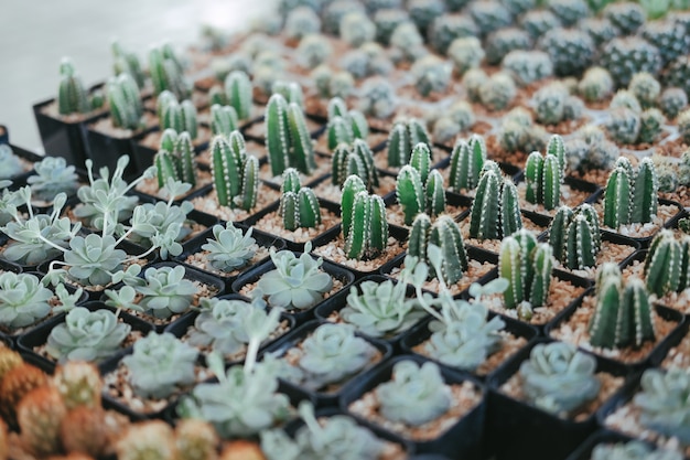 Succulente cactusinstallatie in pot die op bureau verfraaien