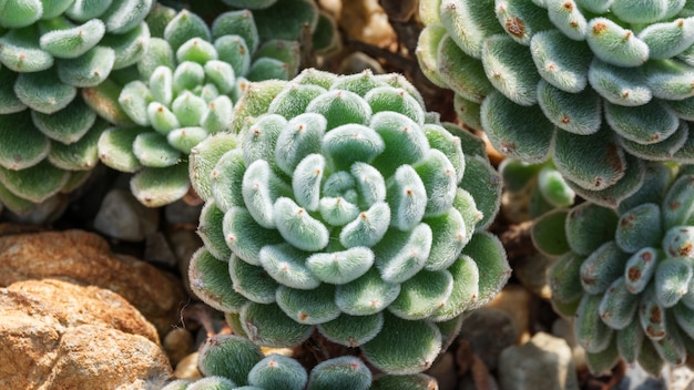 Succulente Cactusplant in een tuin