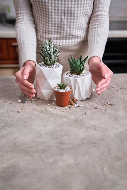 Succulente haworthia plant in witte keramische pot