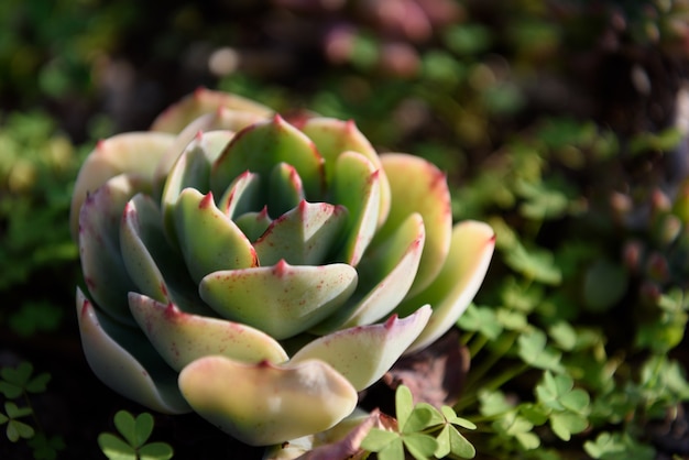 Succulente installatie in natuurlijk zonlicht op vage achtergrond