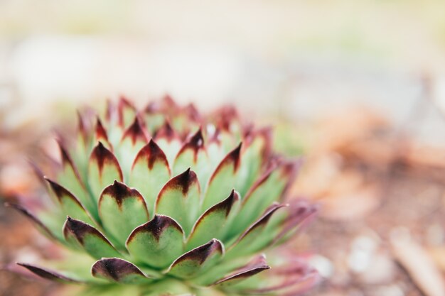 Succulente installatie in natuurlijk zonlicht op vage achtergrond