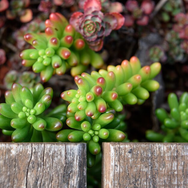 Succulente plant close-up