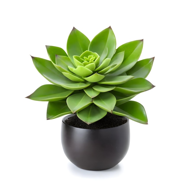 Succulente plant in een pot geïsoleerd op een witte achtergrond