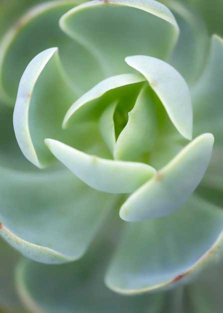 Succulente plant. Macrofotografie met zachte pastelkleurige tinten.