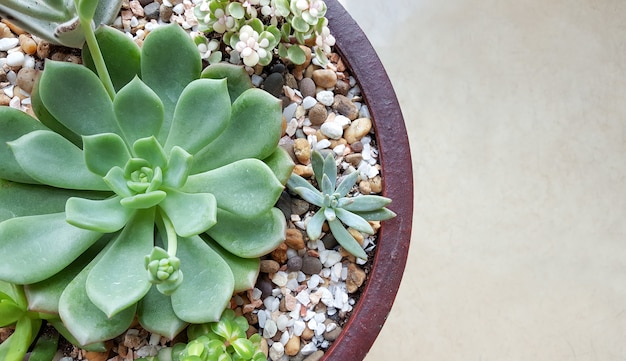 Succulente planten in de pot