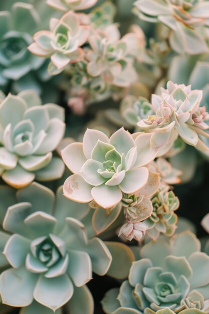 Succulente planten op de achtergrond, bovenkant