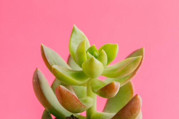 Succulente planten op pastel roze achtergrond