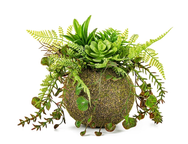 Succulente planten