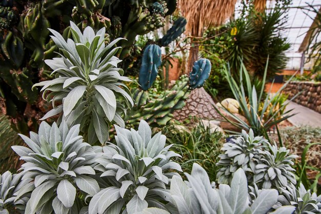 Foto succulente variëteit in de matthaei botanische tuinen