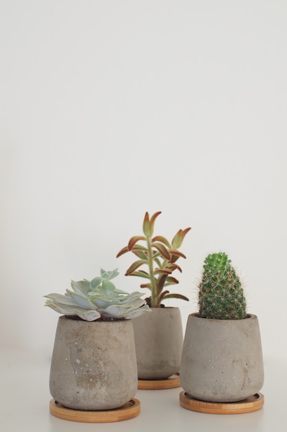 Succulenten en cactus in betonnen potten moderne trendy ruimtedecoratie wit