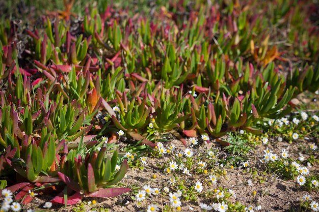 Succulenten en madeliefjes close-up aan de oceaankust van portugal. horizontaal schot