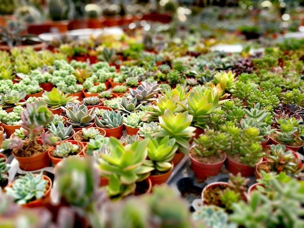 Succulenten in de kwekerij