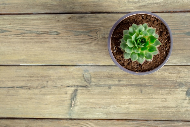 Succulenten op tafel gegroepeerd