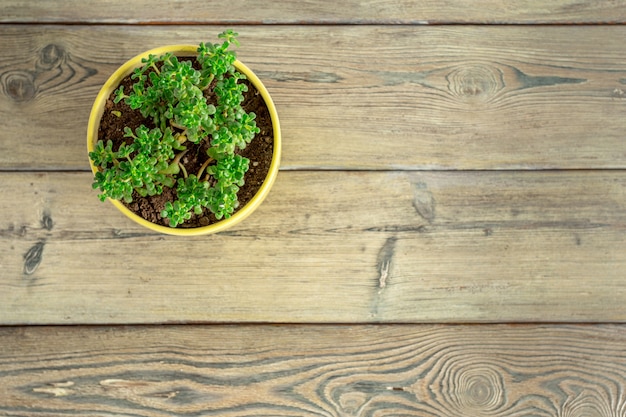 Succulenten op tafel gegroepeerd