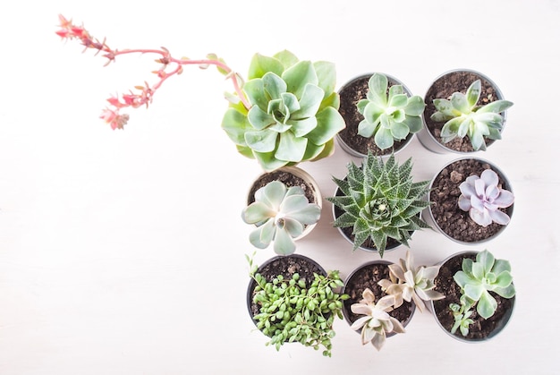 succulents are arranged in a square shape minimalist concept