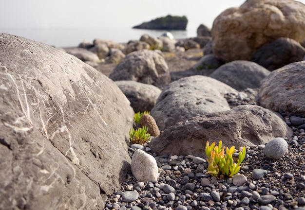 ギリシャのエーゲ海に浮かぶギリシャの島、エヴィア島のビーチの多肉植物