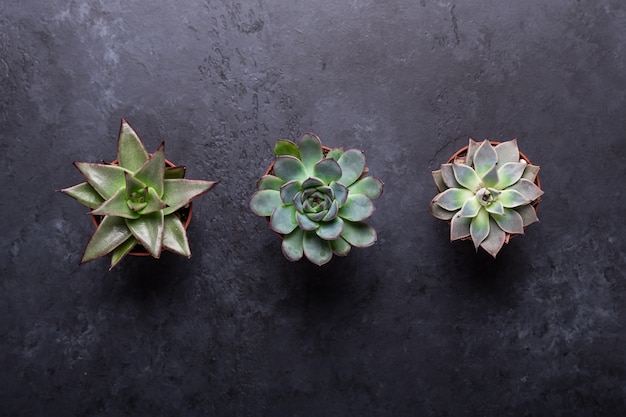 Succulents on a black stone table