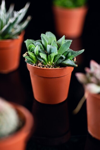 Succulents in brown flowerpots