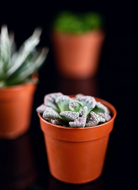 Succulents in brown flowerpots