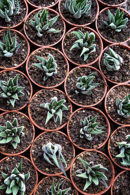 Succulents, cacti, cactuses, top view, vertical composition