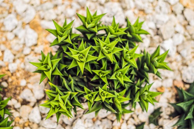 砂質土壌のサボテンの多肉植物。サボテンコンセプトのトレンド