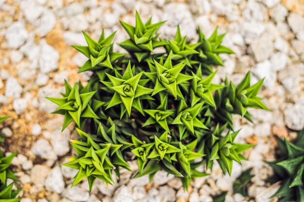 Succulents of cacti on sandy soil. The trend of cactus concept