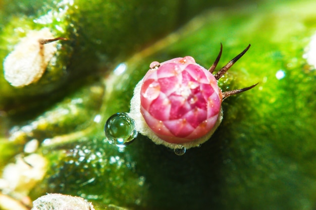 多肉植物サボテン、装飾用