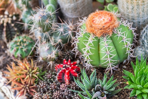 Foto succulente o cactus nel giardino botanico del deserto per la decorazione e la progettazione di agricoltura.