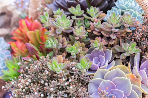 Succulents or cactus in desert botanical garden for decoration and agriculture design.