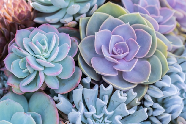 Succulents or cactus in desert botanical garden for decoration and agriculture design.