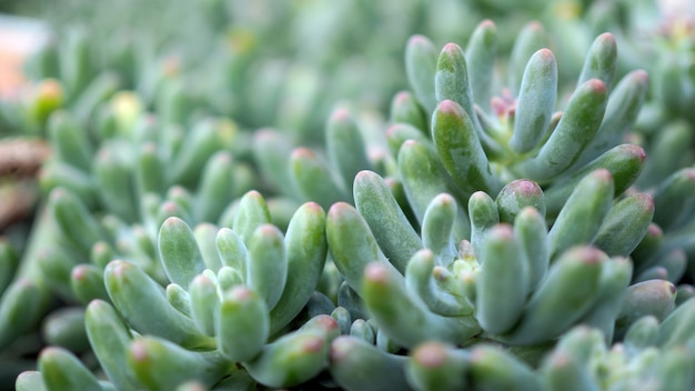 Succulents or cactus in desert botanical garden with sand stone pebbles background .