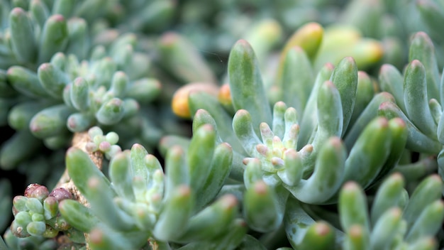 Foto succulente o cactus nel giardino botanico del deserto con il fondo dei ciottoli della pietra della sabbia.